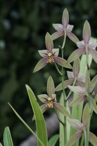 Cymbidium ensifolium