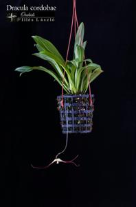 Dracula cordobae
