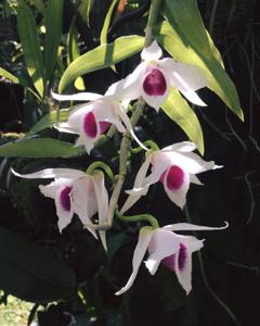 Dendrobium anosmum