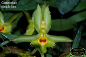 Catasetum osculatum