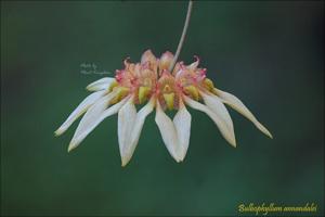 Bulbophyllum annandalei