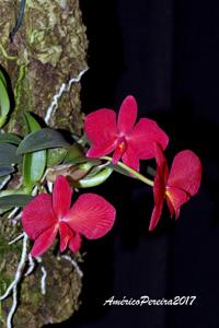 Cattleya wittigiana