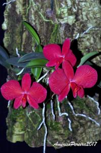 Cattleya wittigiana