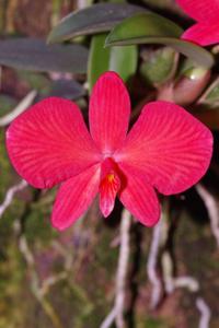 Cattleya wittigiana