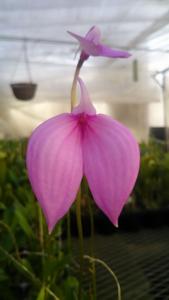 Masdevallia coccinea