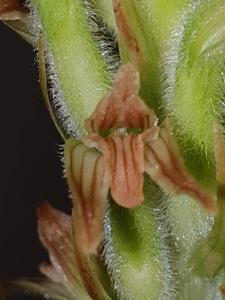 Sarcoglottis ventricosa
