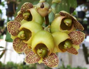 Catasetum denticulatum