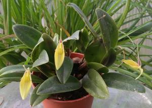 Restrepia jesupiana