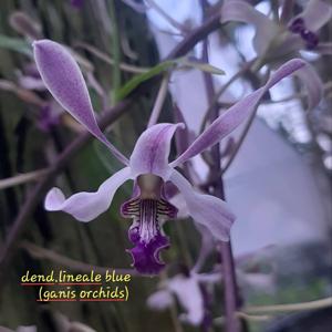 Dendrobium lineale