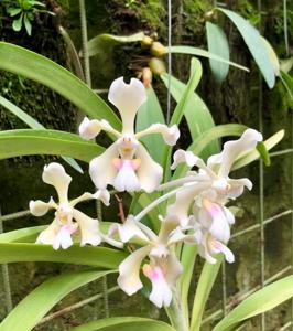 Vanda tricolor