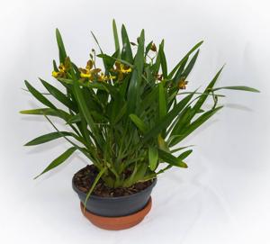Oncidium oliganthum