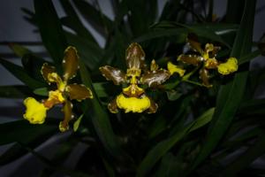 Oncidium oliganthum