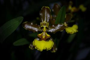 Oncidium oliganthum