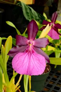 Miltonia moreliana