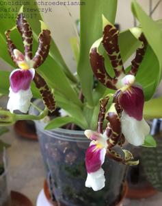 Oncidium schroederianum