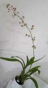 Oncidium leucochilum