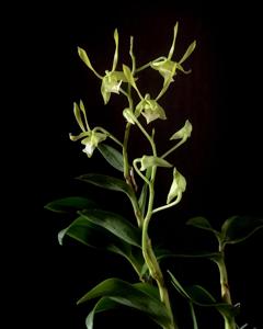 Dendrobium bicaudatum