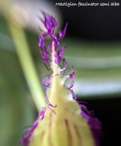 Bulbophyllum fascinator