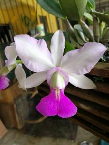 Cattleya walkeriana