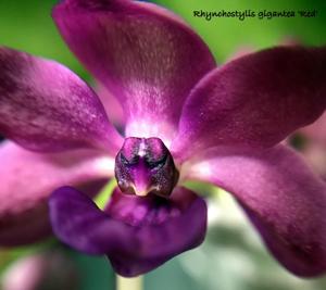 Rhynchostylis gigantea