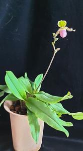 Paphiopedilum liemianum