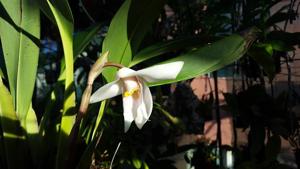 Maxillaria platypetala