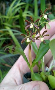 Prosthechea boothiana