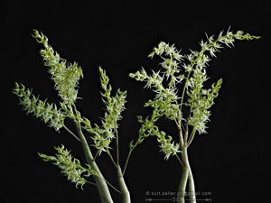 Dendrobium pycnostachyum