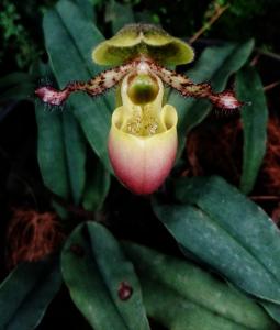 Paphiopedilum glaucophyllum