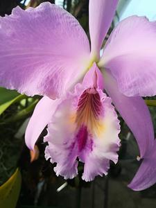 Cattleya labiata