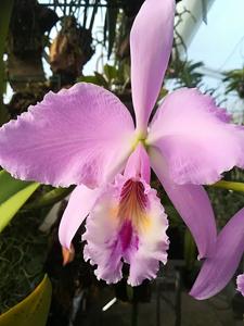 Cattleya labiata