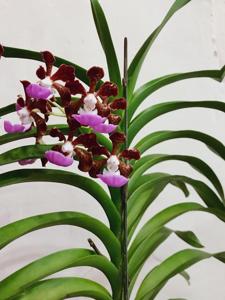 Vanda insignis