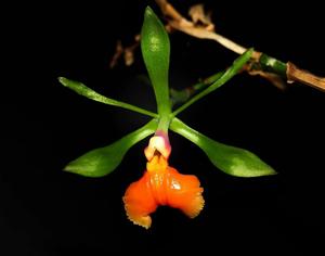 Epidendrum pseudepidendrum