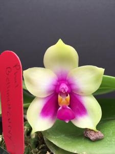 Phalaenopsis bellina