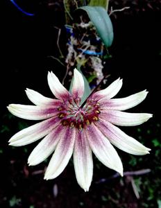 Bulbophyllum cercanthum