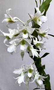 Dendrobium dearei