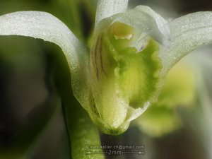 Dendrobium pycnostachyum