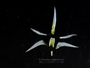 Dendrobium pycnostachyum