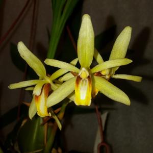 Coelogyne trinervis