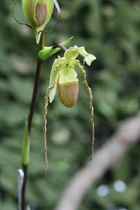 Phragmipedium hirtzii