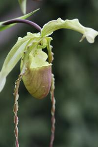 Phragmipedium hirtzii