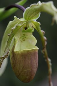 Phragmipedium hirtzii