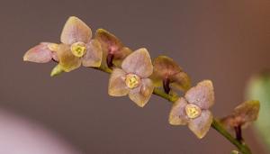 Stelis argentata