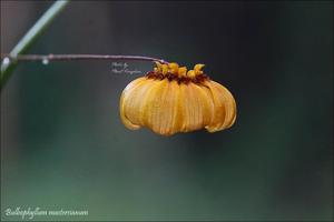 Bulbophyllum mastersianum