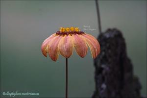 Bulbophyllum mastersianum