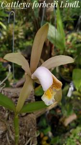 Cattleya forbesii