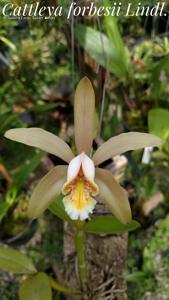 Cattleya forbesii