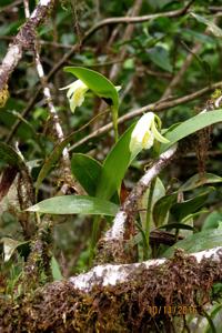 Sobralia fimbriata