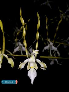 Dendrobium strepsiceros