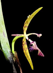 Pleurothallis talpinaria